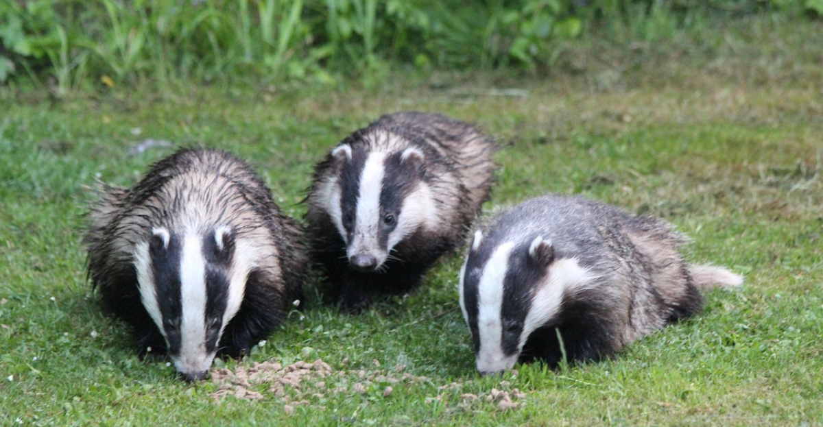Three badgers